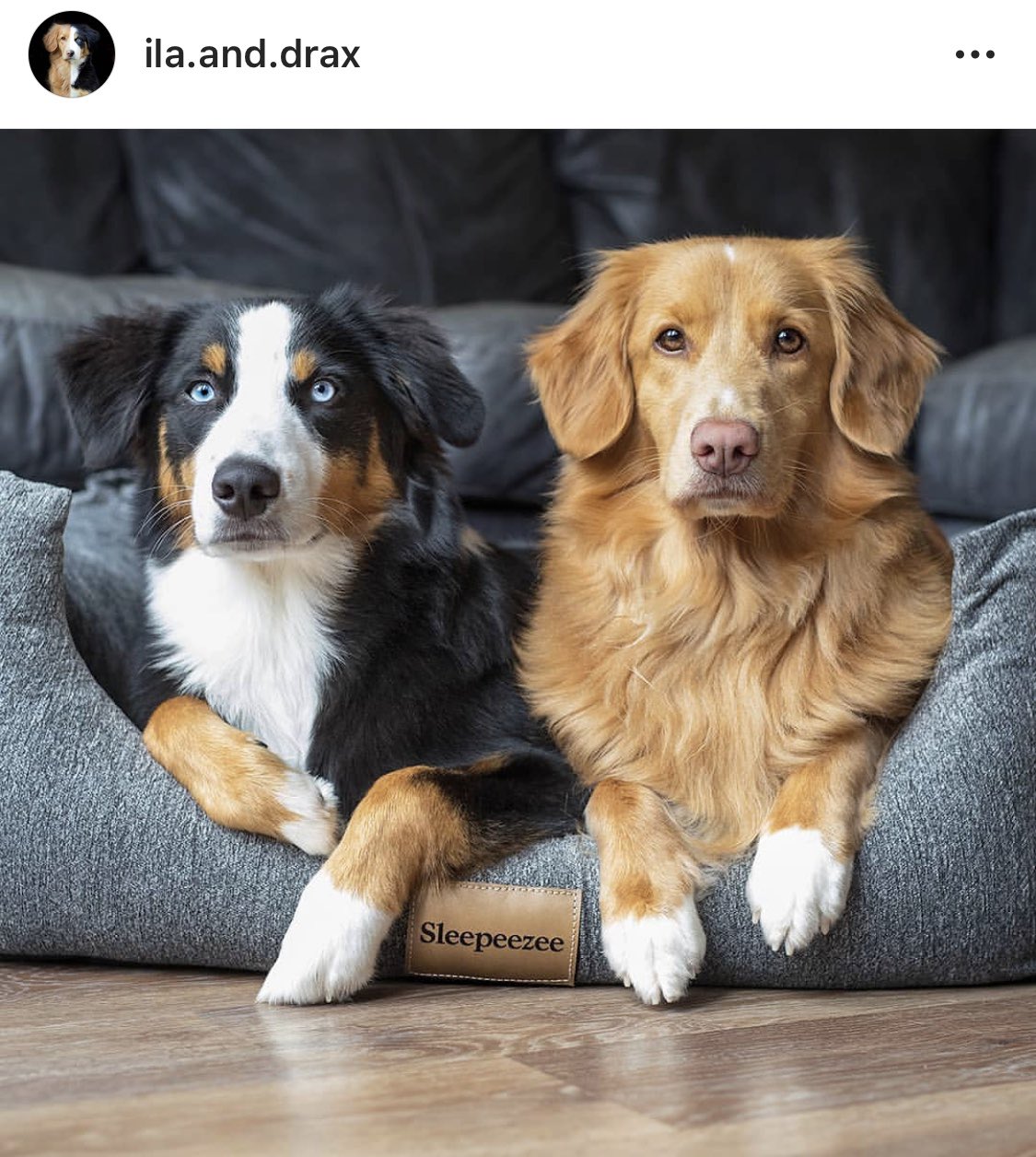 Twitter Joii："Please say hello to the Scotia Tolling Retriever and Drax; the Miniature American Shepard 💖 These lovely pups have a passion for adventure. They certainly know how