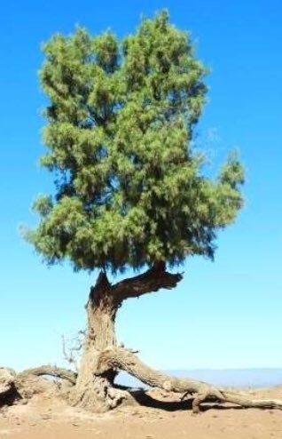 تلاشا  الخضار ولا  بقا  شي  من ذكراه
ماغير اثلةً  تسمع  وحيف الهوى فيها

بها  عش طيرً   طايرً    طيره     وخلاه
وصلف الهبايب حافره  من   حواليها

وحتى  الزروع اللي تحدد حدود حماه
محاها  الزمن  واخفا  معالم  سواقيها