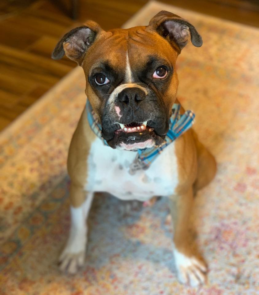 Ending our week with this handsome dude! Welcome Walter! We’re so excited you’re now part of the crew!! #milkandbiscuit #welcome #handsome #walter #fawnboxer #boxer #goodboy #crew #trusted #petcare #dogwalker #petsitting #dogsofhouston #houston #treatingyourpetslikeourown