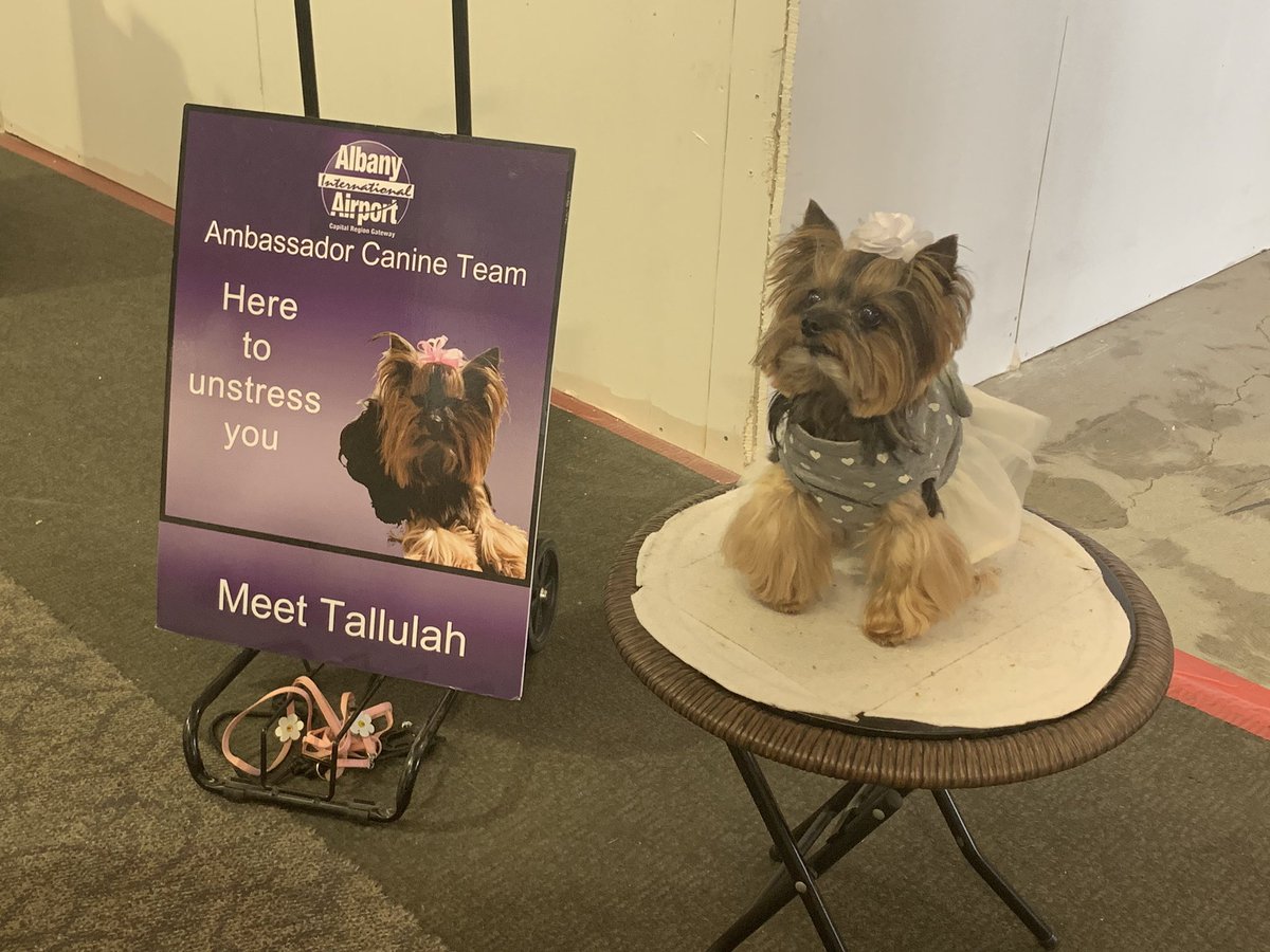 ChloeAnagnos's tweet image. LOOK WHO I GOT GO SNUGGLE AT THE AIRPORT 🥰🥰🥰