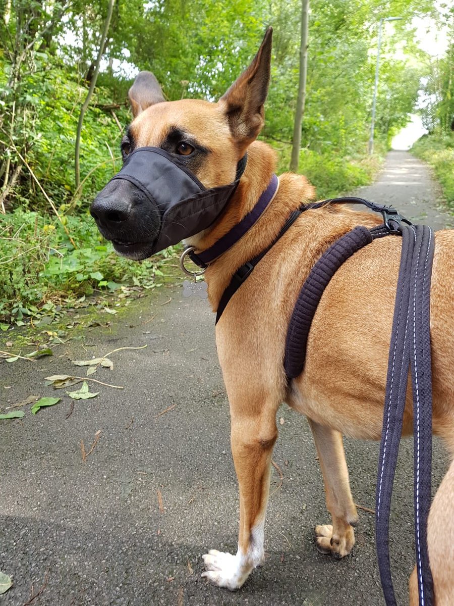 dogsofjupiter tweet picture