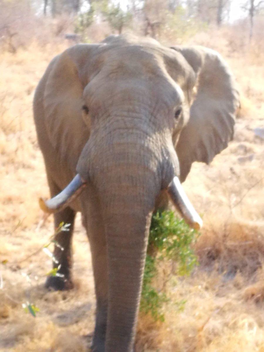 Lisley162's tweet photo. It‘s hard to describe South Africa in words so here are some beautiful photos #southafrica #nature #trip https://t.co/cjIYMibMnK