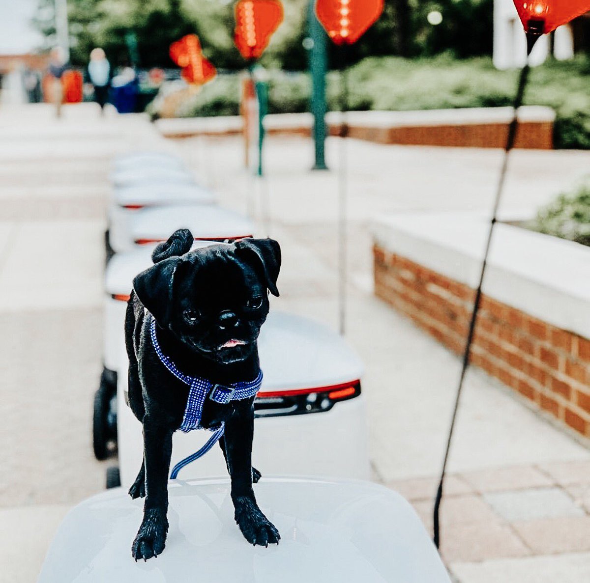 The fleet and our friend Olive wish you a Happy Monday! 🤖🐶