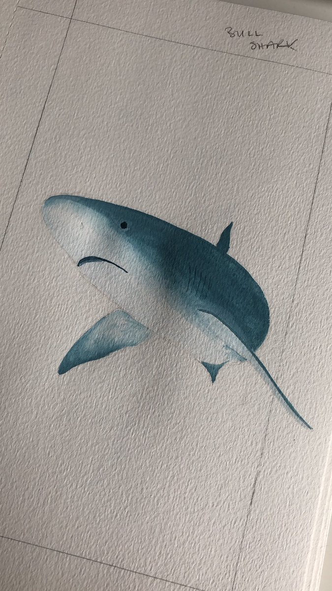 Paint a bit. Wait 10 mins. Paint another bit. Wait 10 mins. #illustration #shark #zine #zinemaking #gouache