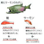 鮭とサーモンの違いがとても分かりやすい!こういうことだったのね!