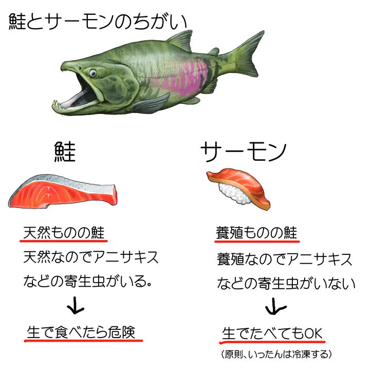鮭とサーモンの違いがとても分かりやすい！こういうことだったのね！