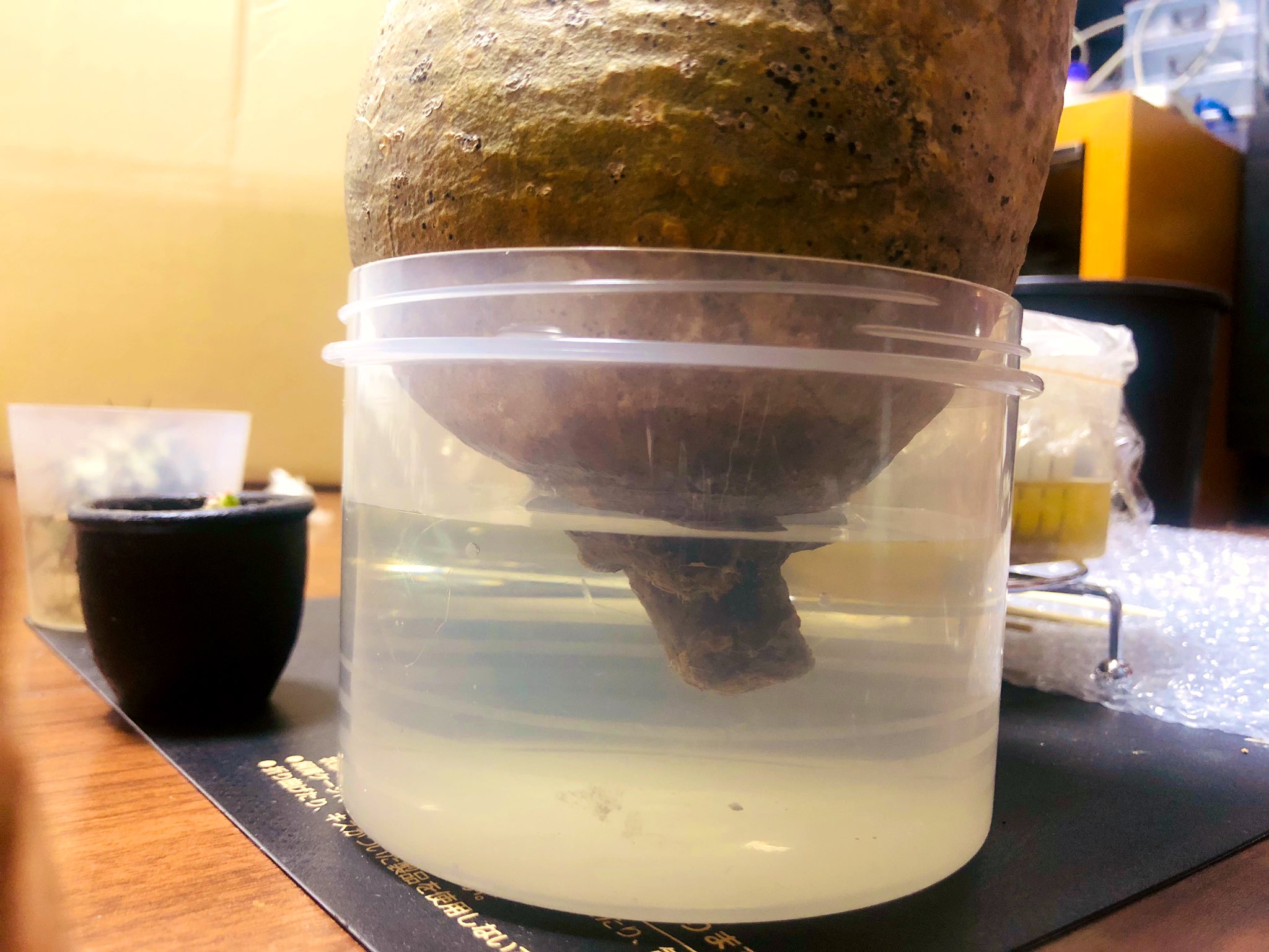 オバラtheハンサム ベアルートのグラキリスさん 店ではルートン付けて土の上で管理してたそうです わいはヒーターつけてお湯にならないようにメネデール50倍希釈液で水耕管理してみます 初めての発根チャレンジです アドバイスや忠告募集してます