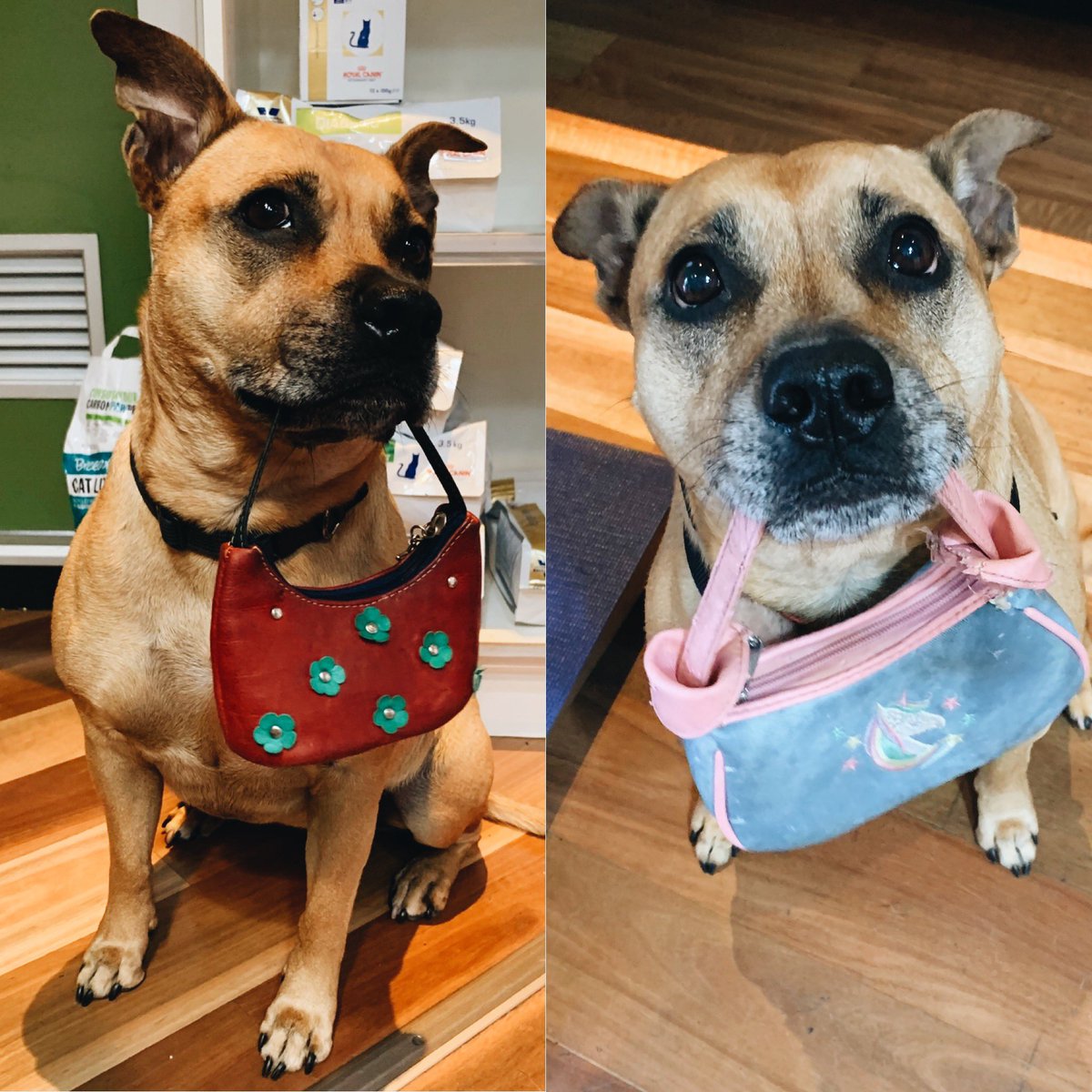 pottspointvet's tweet photo. Have you met a dog that carries handbags everyday? Meet Sammy 🙌🏻 https://t.co/epQZpl1cm7