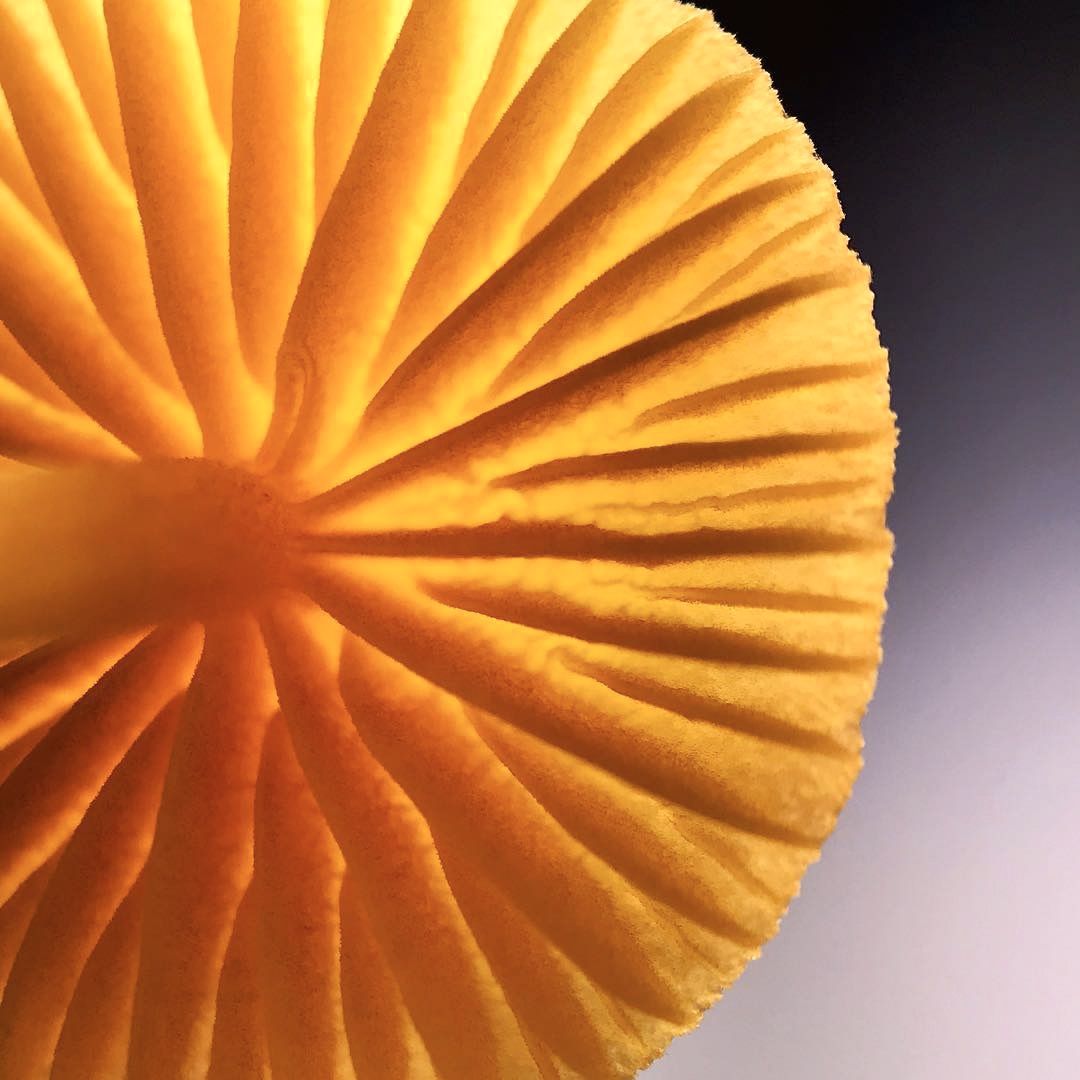 Backlit of a Mushroom. See the Detail by Using a #ShiftCamMacro. Photo By @jbarontaltre. #ShiftCamYellow #ShiftCamColor #Mushroom #Backlit
.
.
.
#ShiftCam #Macro #MacroPhotography #September2019 #September #ShotOnShiftCam #Travelgram #Travelphotography #Traveler #RedDotDesign