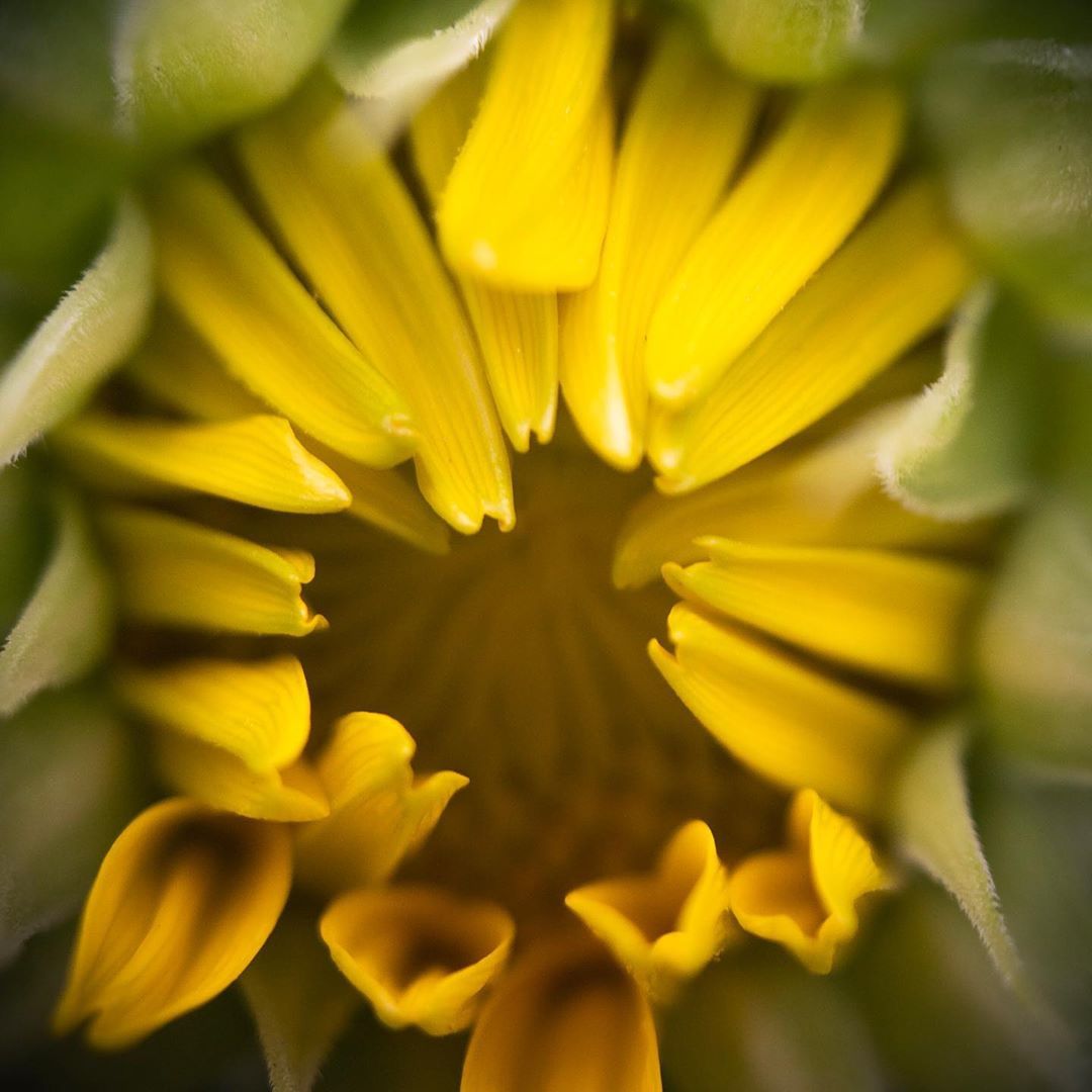 Love is a Flower of Life - Sometimes Half Open, One Has to Wait Patiently Until it Opens Wide. #ShiftCamYellow #ShiftCamColor #ShotOnShiftCam #ShiftCamMacro #Yellow #Flower #September #macrophotography
