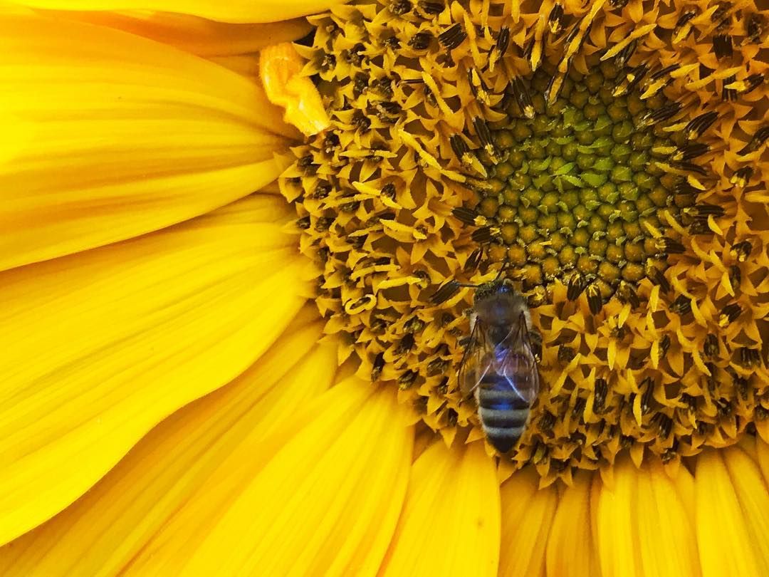 Honey Bee on Sunflowers. Cheerful and happy to gaze upon at any time of the year. Photo by @jbarontaltre #ShiftCamMacro #ShiftCamYellow #ShotOnShiftCam #ShotOniPhone #Sunflower #Weedend
.
.
.
#bee #honeybee #flower #closeup #iphonephotography #yellow #September2019 #ShiftCam