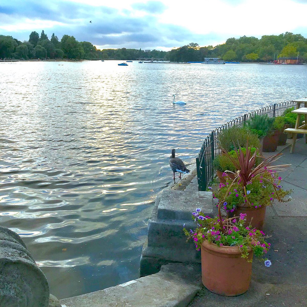 loryschannel's tweet image. Qualche ora di relax in uno dei parchi più belli di sempre, Hyde Park. 

Noleggiare una sdraio, e ammirare paesaggi mozzafiato in una stupenda mattinata di sole ❤️

#london #selfie #londonlook #hydepark #vacation #goodmorning #monday