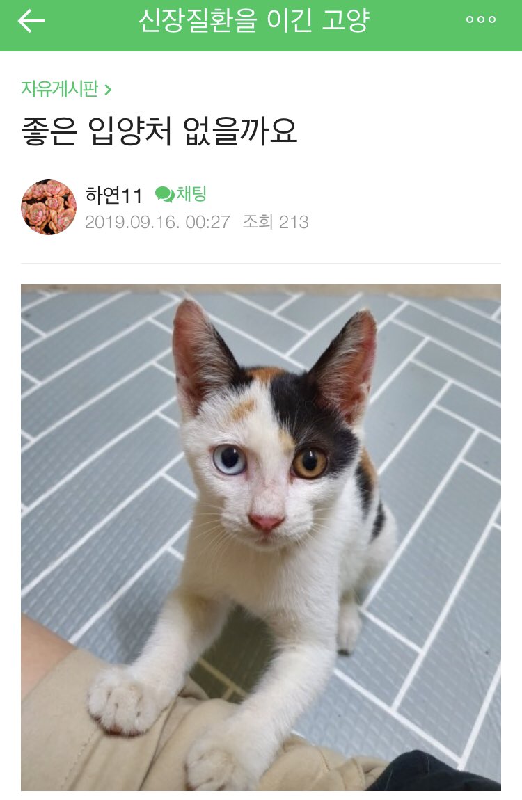 오드아이 삼색이 좋은 입양처 없을까요?