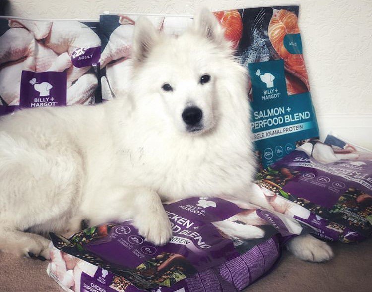 Beautiful #Samoyed, Skylar, is carefully looking after her recent purchases 🐾 And who can blame her...our #dog food is packed full of fruits, veggies &amp; quality protein 🥕🍓🌿
Save now with 20% off <a href="/PetsatHome/">Pets at Home</a> this September 🎉👏  
#billyandmargot
petsathome.com/shop/en/pets/b…