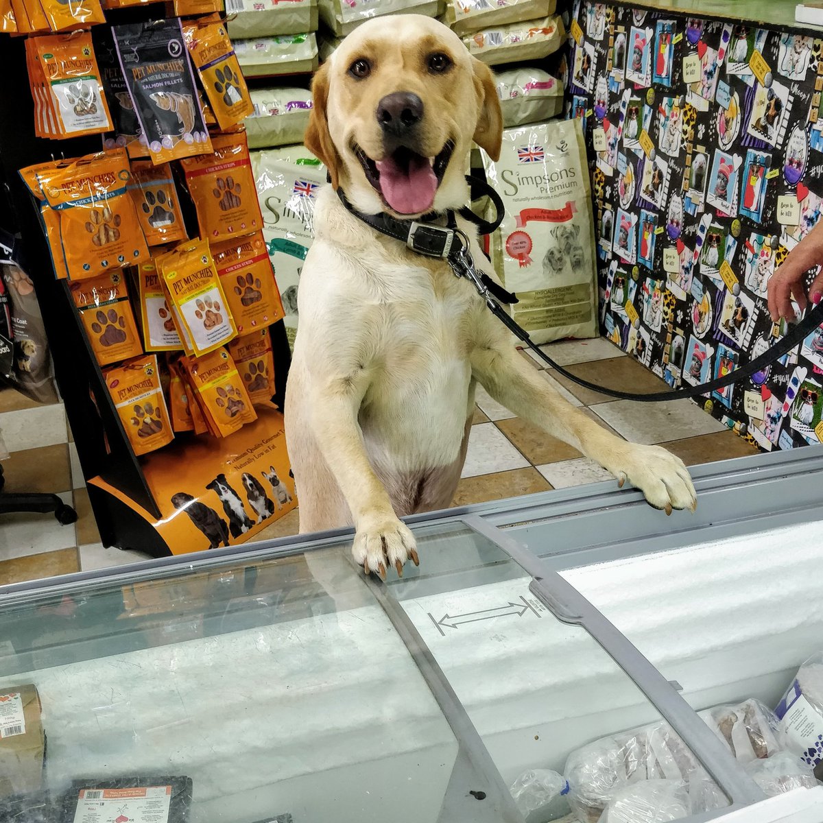 Bubbles Pet Care on Twitter "'Lennie' has no problem helping himself to his favourite raw