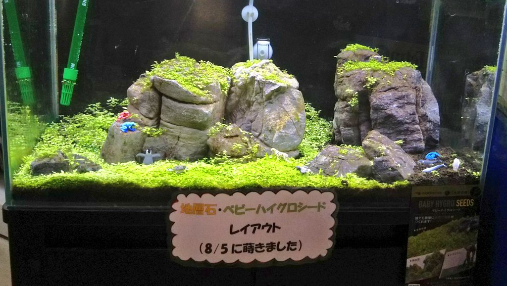 半田水園 岐阜店 地層石 ベビーハイグロシードレイアウト だいぶ根付いてきたので注水しました 生長が楽しみです 半田水園 水草 飾り石 T Co Xgeijvec91 Twitter