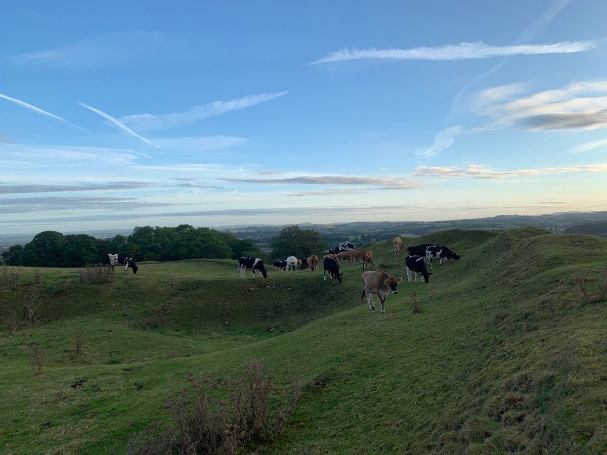 #happy #relaxed #montgomerycheese heifers. They spend months on the hill free to forage and live a proper herd life. #natural #herdlife #cheese #montgomerycheddar #ogleshield #nealsyarddairy #nealsyarddairycheese #jerseycow #friesian #heifer #teamdairy #lovecows #somerset
