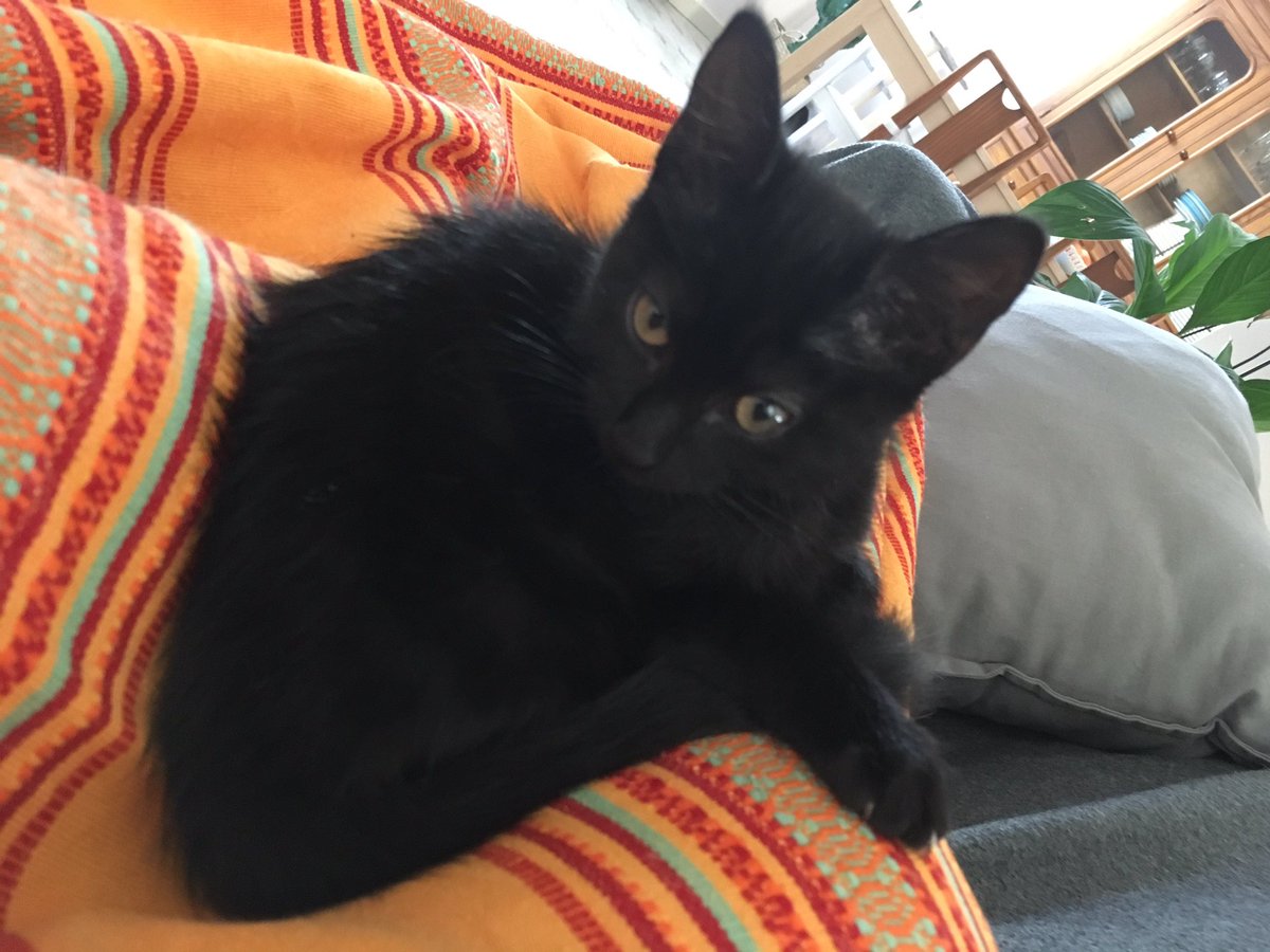 PampitaDeLyon's tweet photo. Welcome home #Poupy ❤️❤️❤️ #cat.. Elle est une pure merveille d’amour et douceur. 😻😻 https://t.co/4Kn3k8GTUy