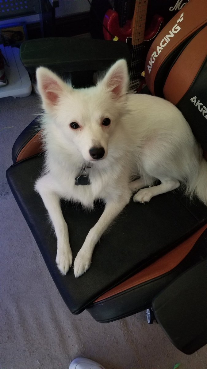 american eskimo dog short hair