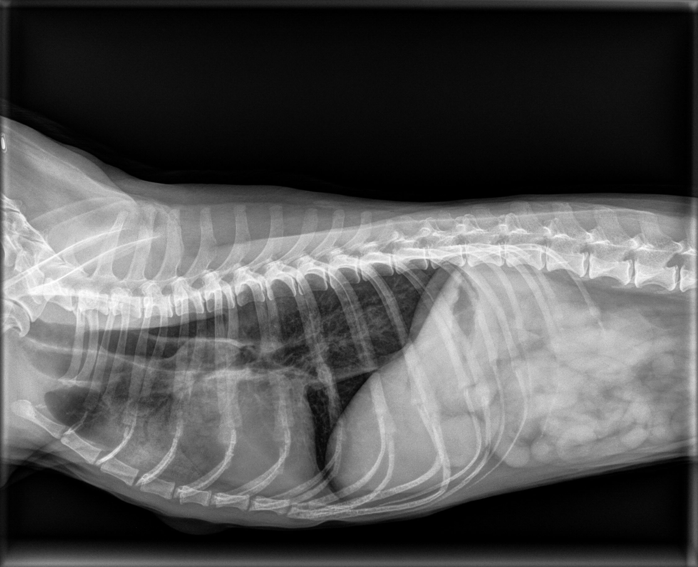Clinica Veterinaria Gran Sasso Qui Raccontiamo Del Nostro Paziente Otto E Del Suo Megaesofago T Co Nngzuqlnep Cane Megaesofago Veterinario Clinicaveterinaria T Co Kcgc8slo6a Twitter