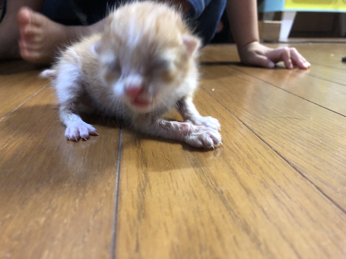 clover_cutting's tweet photo. 今日の出来事なのですが、私の家の敷地に誰かが子猫を捨てた人がいます💢動物病院で診察してもらったら産まれて4日‼️ おそらく私の家で飼うという流れになると思いますが。 捨てたやつ、、💢💢💢
#子猫 #猫 https://t.co/lWYAohF4kM