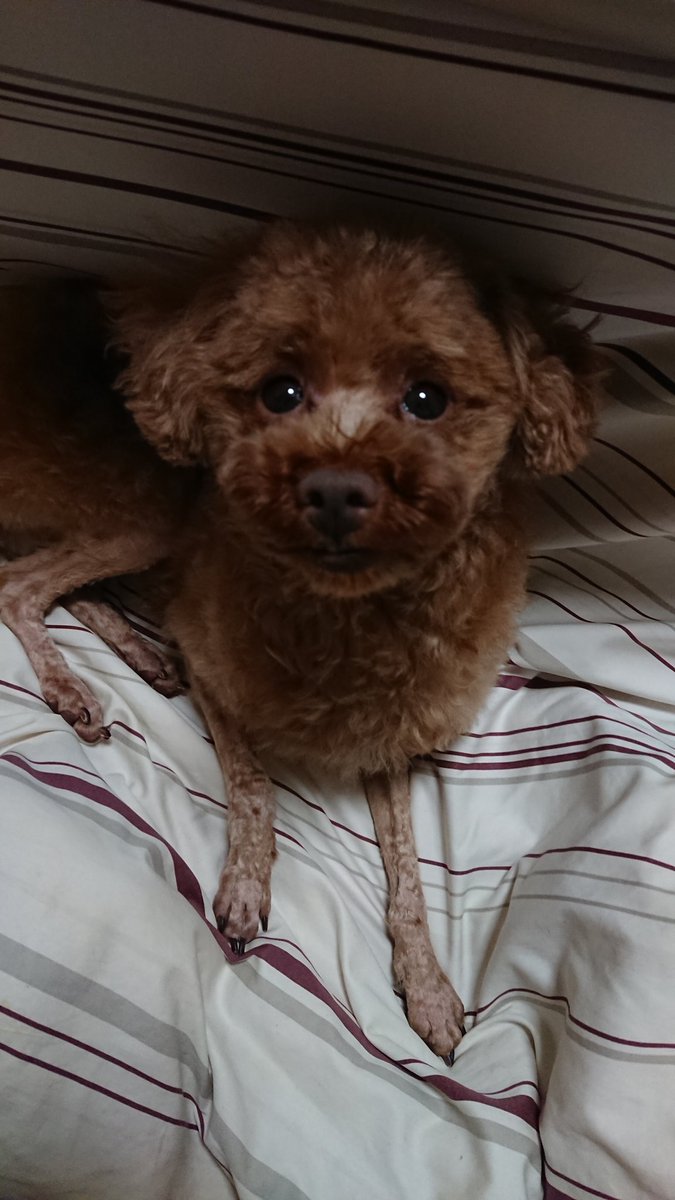 密 みんな顔違うし性格も様々です 雄雌で傾向もあるし 犬飼い始めて気づきました うちんちはトイプードルにしては面長フェイスで目がちっちゃめかなー のわるさんちのコはやさしい顔してますよね 特に目 ふにゃって可愛い T Co 15rolpnsjp