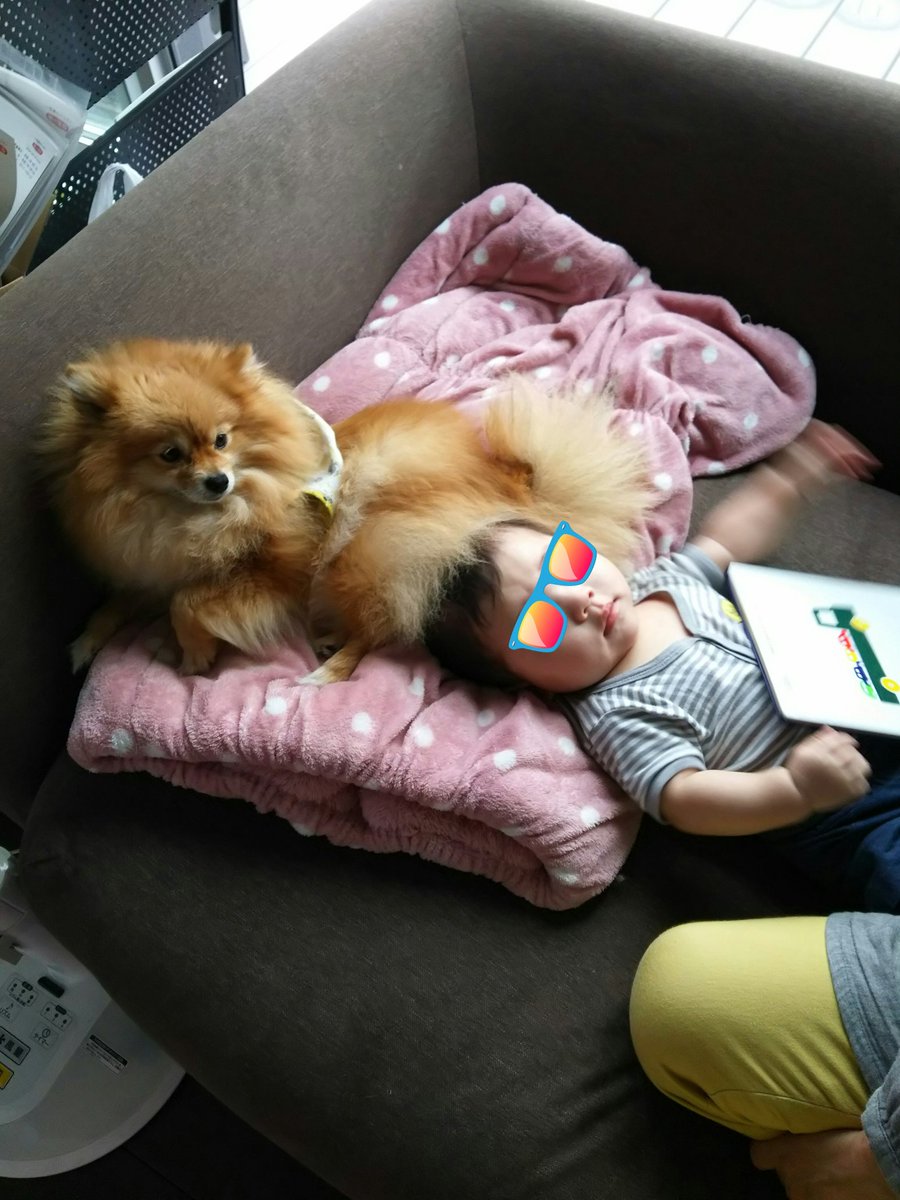 mokyu703's tweet photo. 約一年ぶりの更新😅
我が家に男女双子が誕生し、まもなく9ヶ月。マリモナは二人のお姉ちゃんとして頑張ってます。でも双子がよく動くようになってから、急に冷たくなってきた、もなかさん。家に双子が来たばかりの時は甲斐甲斐しく世話してたのに…😭仲良くしてね💦 https://t.co/JnDNFT2RuQ