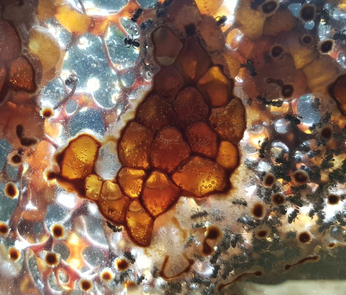 Honey pots through the glass sides of a stingless bee observation hive. For scale the bees are 4 mm long.