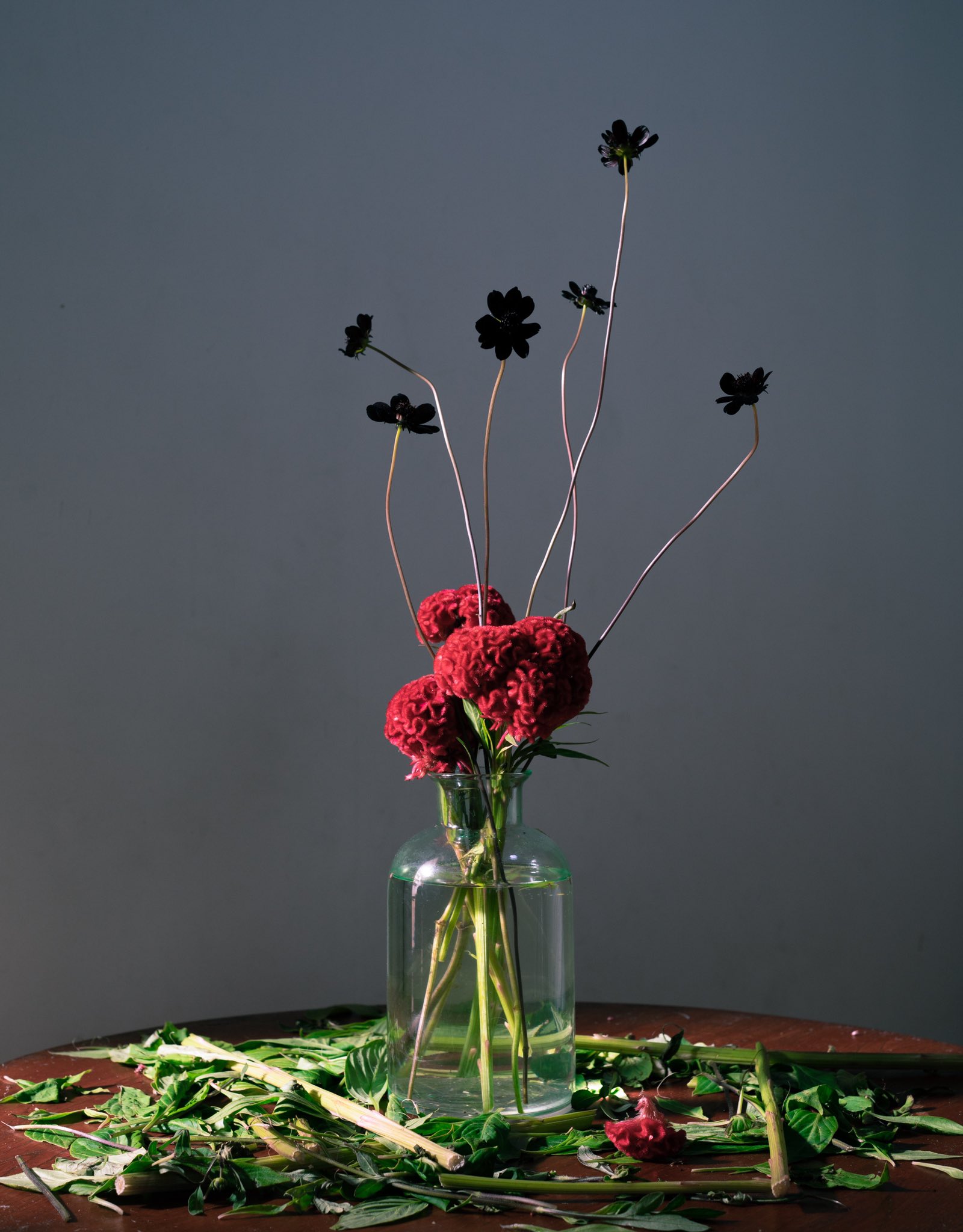 Twitter এ こいずみ もとお しゅ 今日の生け花はケイトウと黒いコスモス 黒いコスモスめっちゃカワイイ T Co Emsxwngcqi ট ইট র