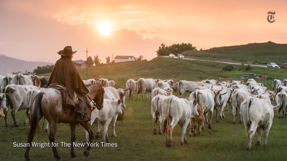 nytimestravel's tweet image. The organizer of the transumanza, a 110-mile cattle drive from Puglia to Molise in Italy warned of hardships, but for @mariarussonyt, the wonders kept multiplying. nyti.ms/2AngZ81