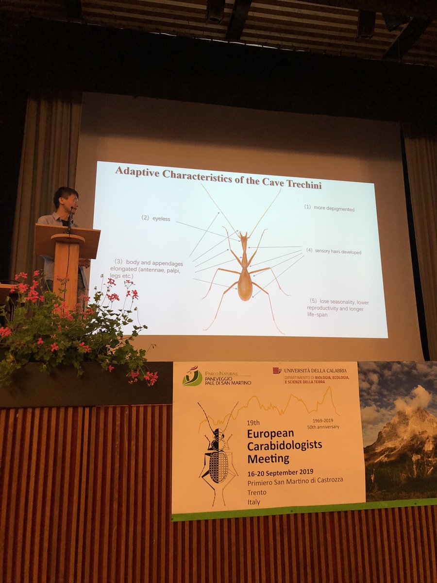 Sunbin Huang on investigations in to Chinese Carabid Trechinae cave fauna. What beauties! #ECM2019 #carabidology