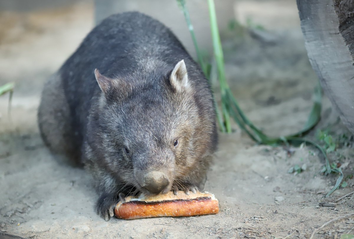 うにく V Twitter フランスパンを食べるモモコちゃん ウォンバット コモンウォンバット 茶臼山動物園 サマーナイトzoo