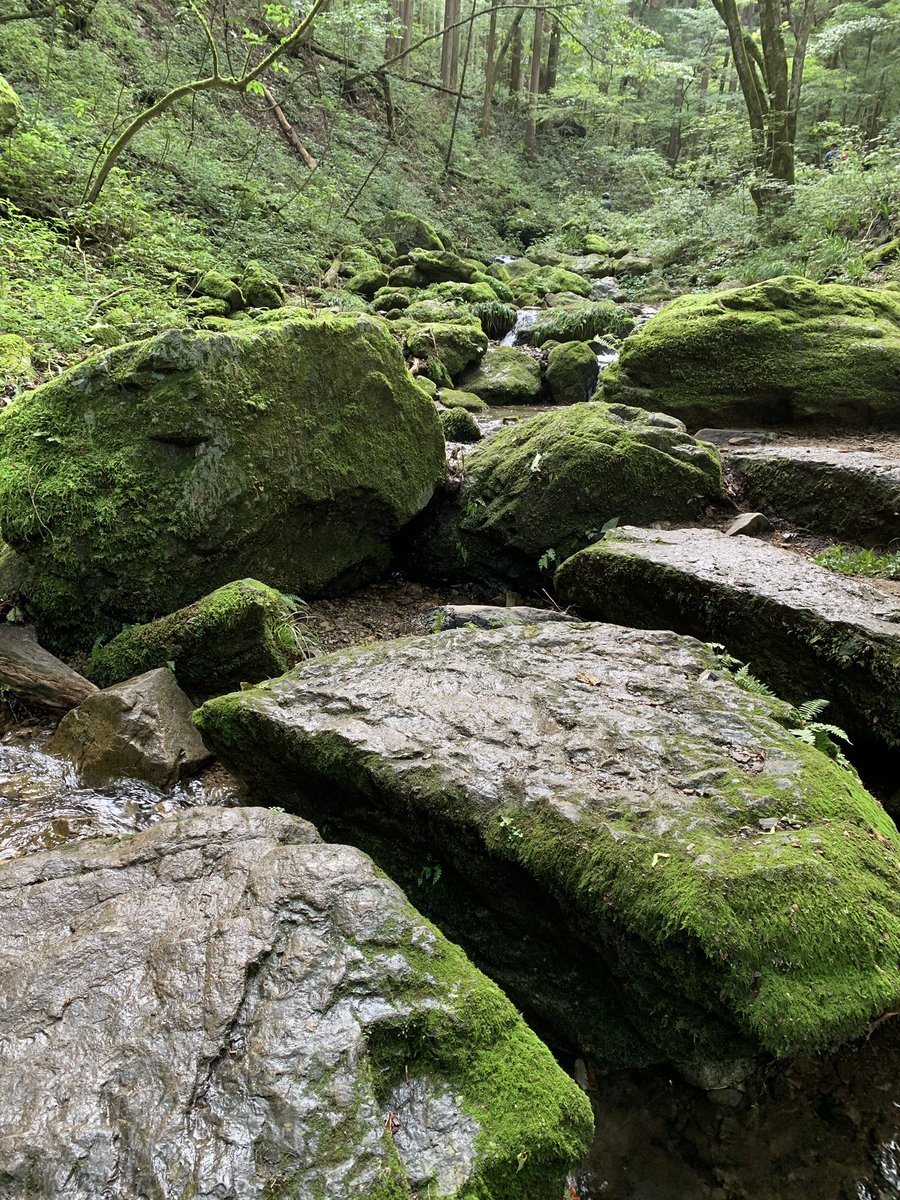 bukuro42's tweet photo. Needless to say, It was really fun to climb #Mitakesan for me yesterday.
We're chilling with the nature.
#御岳山 #御獄 #Helinox #helinox10thanniversary collab wiz #hilberg #ChairOne #Mitake https://t.co/2xwAd609bq