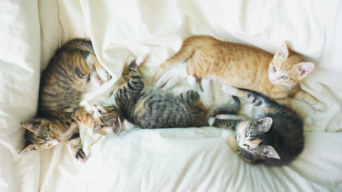 냥벤져스 아이들이 보금자리를 찾아 간지 벌써 삼 개월이 훌쩍 넘었어요.
밖에서 태어나 임시 보호 생활까지 없었던 일처럼 행복하게 살았으면 하는 마음에 입양 홍보 글은 모두 내렸습니다.
기억은 오로지 제가 할 테니 평생 사랑 가득 받았으면 해요.