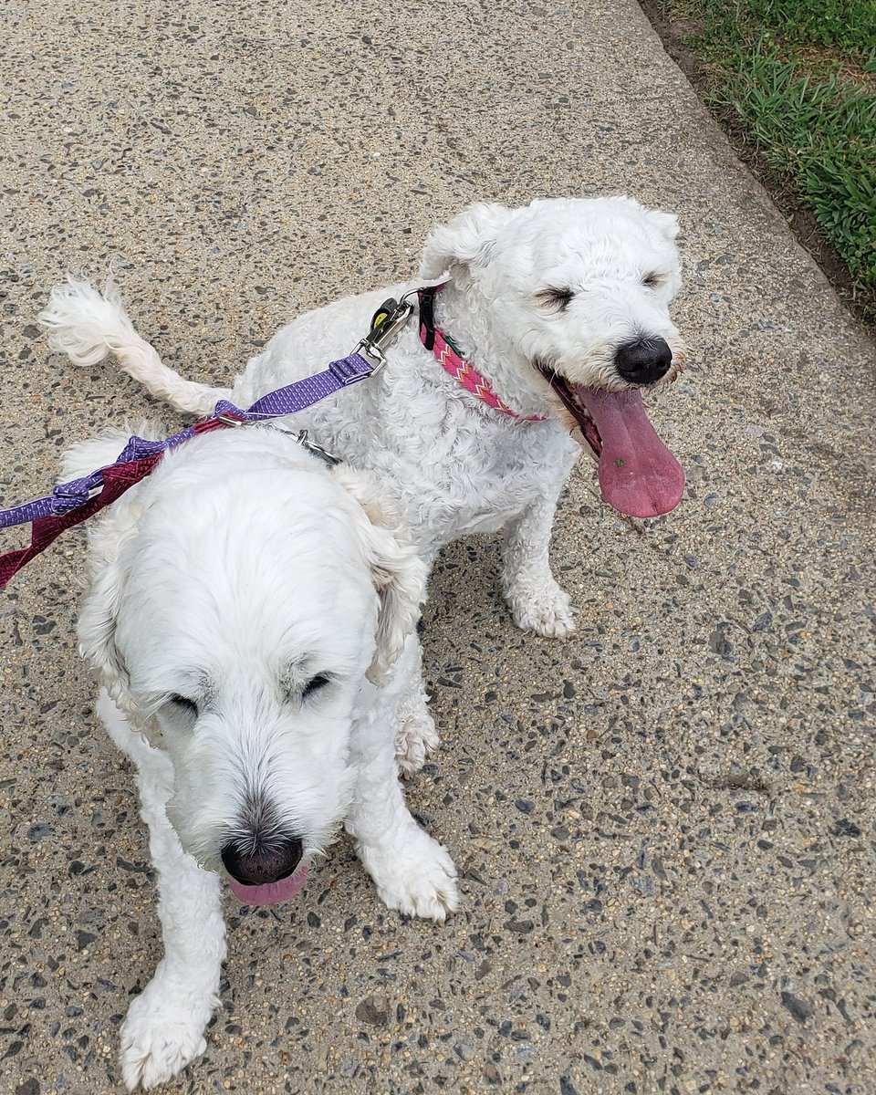 our_canine's tweet photo. Brother and sister love #whitepoodle #whitepoodles #dogoftheday #dogstagram #doggyworld #dogsofinstagram #dogwalker #doglover #doggyfun #doggie #dogs_of_instagram #ourcaninecompanion https://t.co/teCEGsEg11