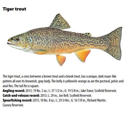 BLMUtah's tweet photo. Tiger trout are interesting #fish, as they are a #hybrid of a brook and brown #trout. There are many locations to catch #tiger trout in #Utah. #KoosharemReservoir is one #BLM accessible spot!
Thanks to UT-DWR for the picture: https://t.co/iOCK50w6Bm
#DiscoverBLMUT #FishBLMUT https://t.co/MvhqMOXoOx