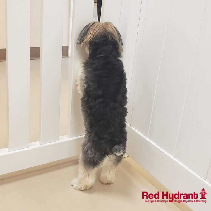 Red_Hydrant_Spa's tweet photo. TFW you realize it's Monday but you're still looking for the weekend...⁣

#dogsoftampabay #dogsoftwitter https://t.co/Sc9I3tj6xY