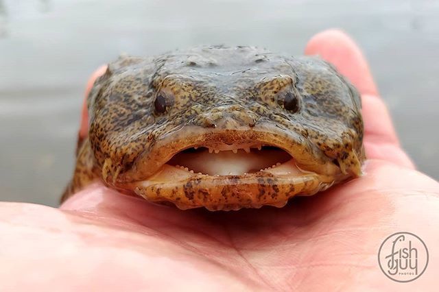 Christopher Paparo on X: The oyster toadfish, also locally known as a  hackleheads, have powerful jaws and blunt teeth that they use to crush  through the hard shell of prey such as