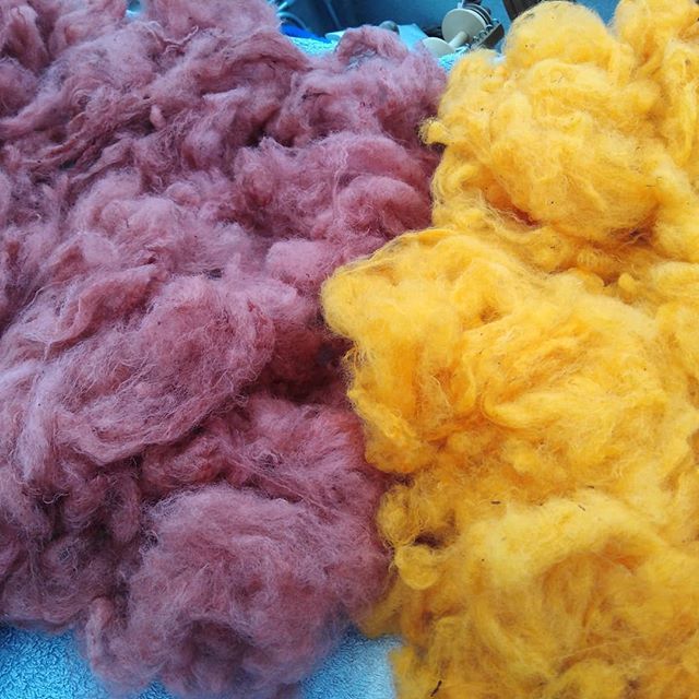 Great weather for natural dyeing.  Results from lichen and annatto.#dyeingwithnature#dyeingwithbotanicals#irishwool ift.tt/30pb7FU