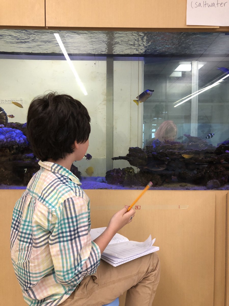 joshburker's tweet photo. Students in 7th #science @The_School are creating #ethograms that sample movement and behavior at a particular moment in time. They will use the data to create @scratch #simulations on the Organisms. #programming https://t.co/vSPbZRvX7s