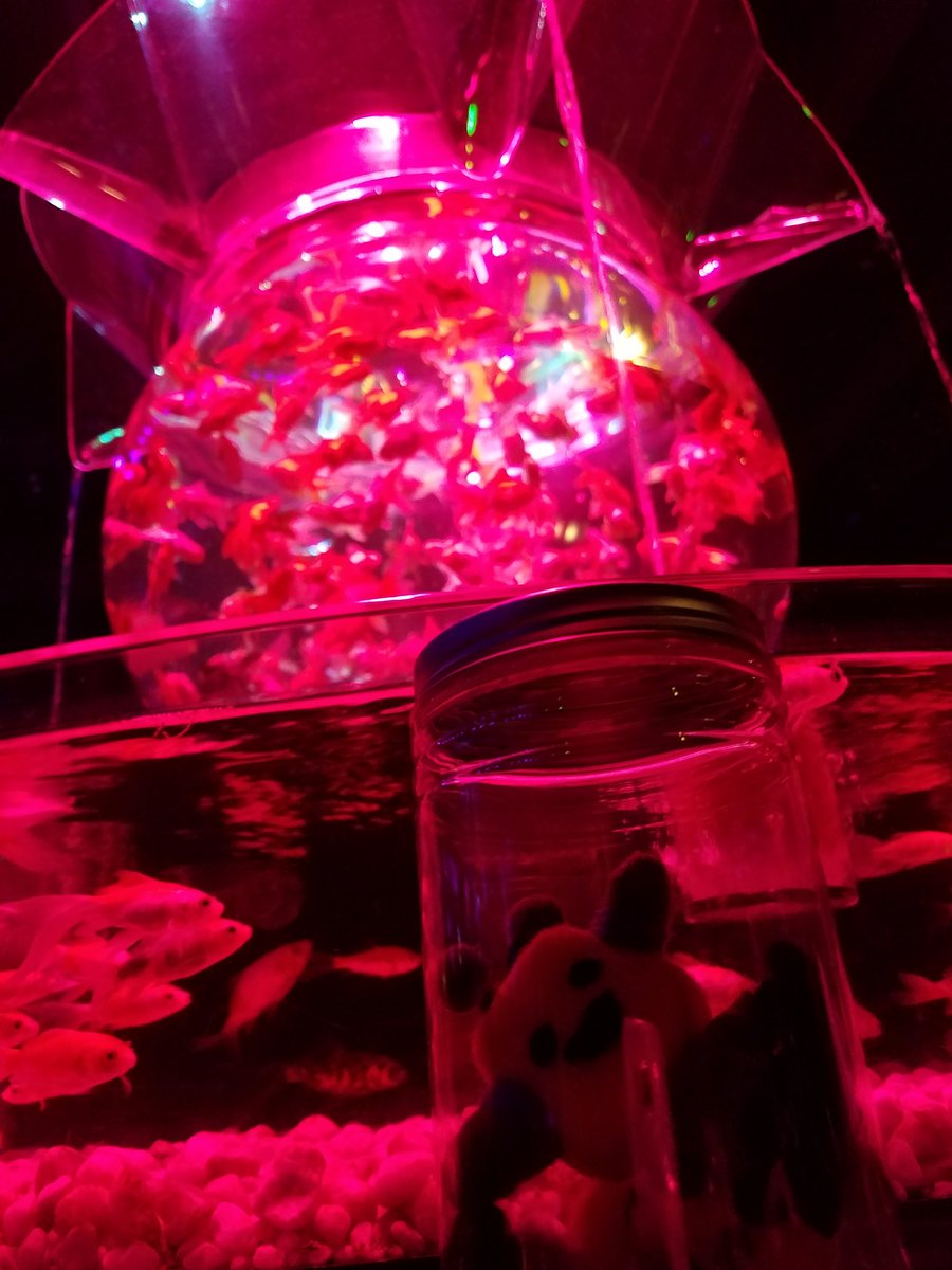 金魚の達人 金魚の達人