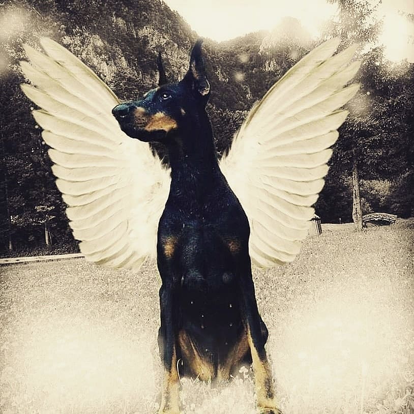 Death leaves a heartache no one can heal, love leaves a memory no one can steal. Miss you like hell Kiara 💔🐾❤ #missmydog #dog #DogsofTwittter #doberman