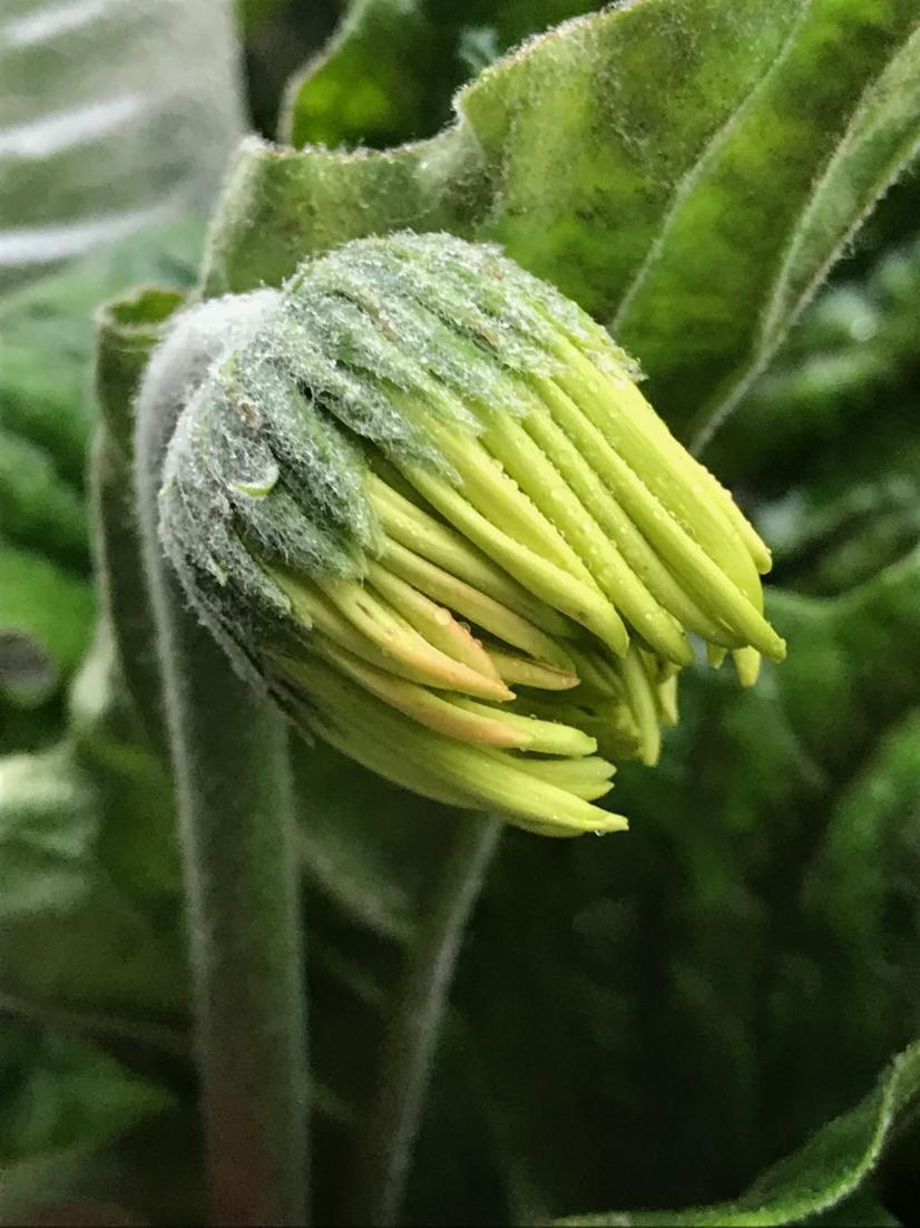 MacroIphone's tweet photo. #macro #photography #iphone #apple #applestock #applestalk #mac #photo #iphone7 #images #iphonemacro #iphonemacros #macros https://t.co/gBkIXCMhct
