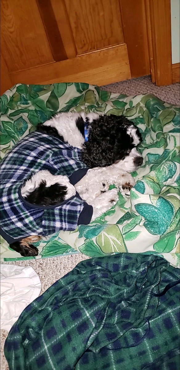 SoulIntent95's tweet image. Today we will be putting down my dog, lucky. All he ever wanted to do was play ball, and hed wait for me to get home. Sat right outside my door. Its been so hard to watch him suffer, but soon he wont have to any more. Goodbye lucky.