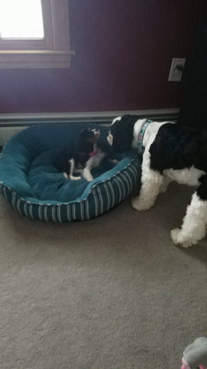 SoulIntent95's tweet image. Today we will be putting down my dog, lucky. All he ever wanted to do was play ball, and hed wait for me to get home. Sat right outside my door. Its been so hard to watch him suffer, but soon he wont have to any more. Goodbye lucky.