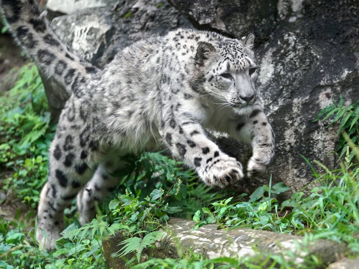 Riku A Twitter ユキヒョウのフクちゃん 飛ぶ 跳ねる 走る 笑う 涼しくなり元気な日が増えてきました どのフクちゃんも可愛いです 多摩動物公園 ユキヒョウ