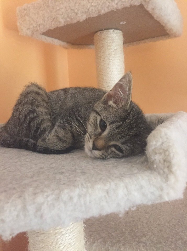 Meet our adorable adoptable pets and fill out an application today to make one of our rescued animals a part of your family! 🐾 novapetsalive.org/adopt ❤️  #adoptdontshop #rescues #dogs #cats