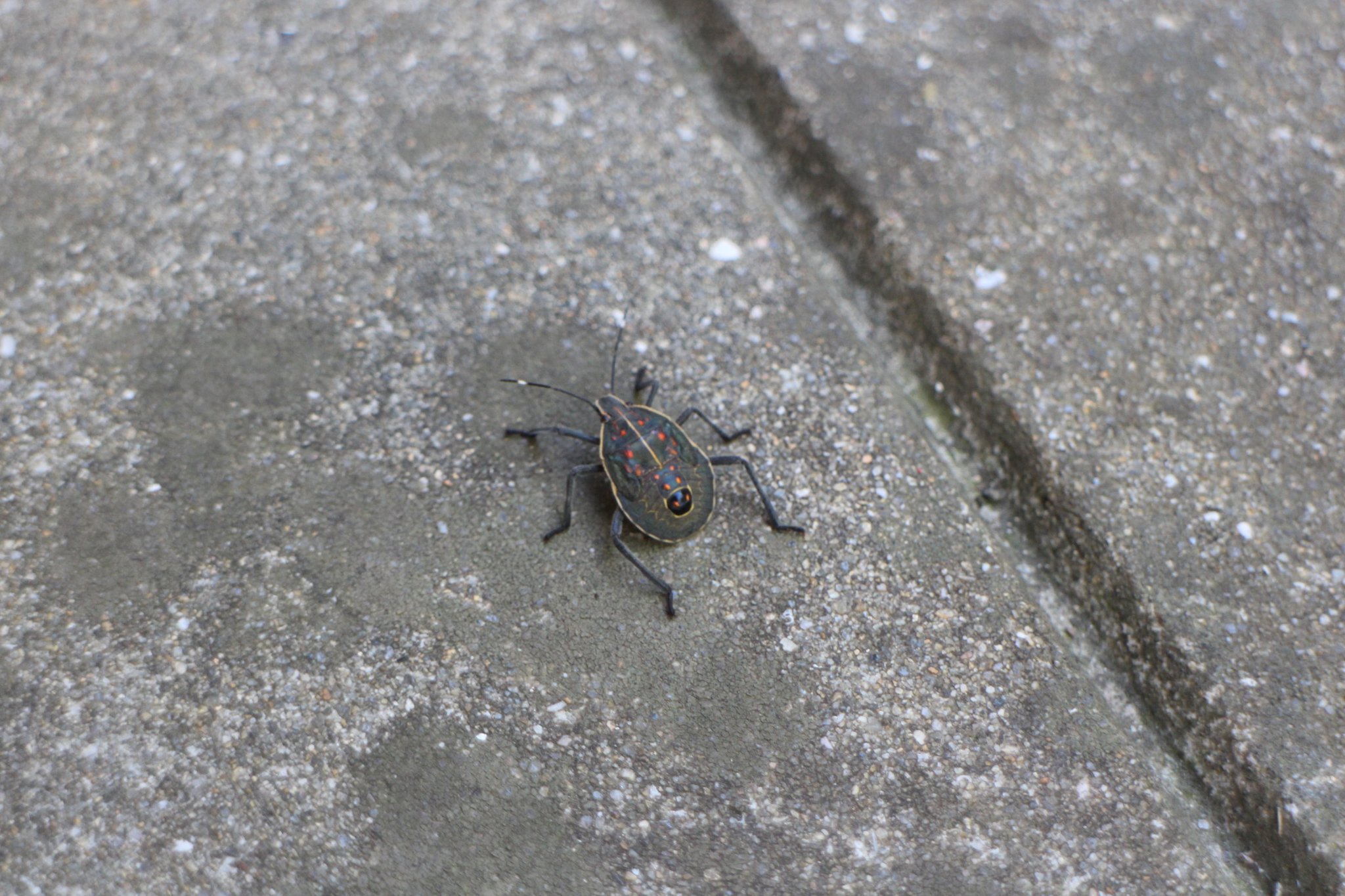 創造モヨウ画家ヴドギラ 9 30 10 3博多旧市街ﾌｪｽﾃｨﾊﾞﾙ 冷泉公園 どの日も21時まで 今日危うくケツで潰しそうになった虫 そして友を待たせる要因となった虫 模様がだいぶダークでかっこいい 虫の名前はしらんけどね よく見たら触角の一部も白くていい