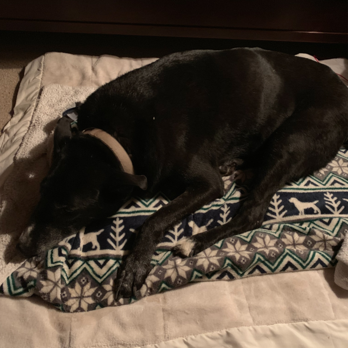 KCushman1's tweet photo. When I was in Tennessee spending time with my mom, Chance the dog went wandering in the foothills of California and got lost. It took 48 hours and lots of searchers to finally wrangle that elderly guy back home. Hopefully he's learned a great lesson?!??? #olddogs #safeandsound https://t.co/e4TmA8B5xZ