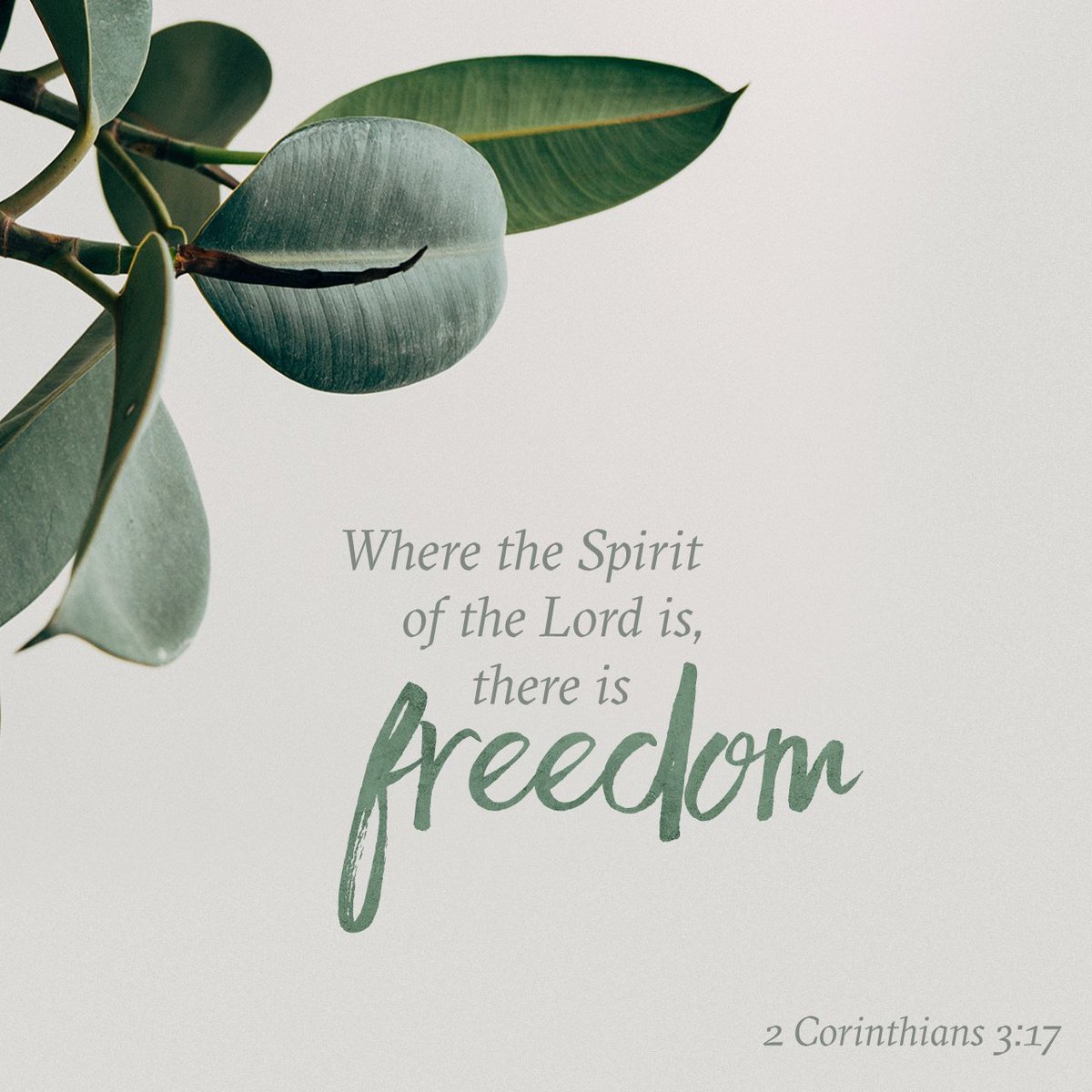 HolyCovenant's tweet image. Now the Lord is that Spirit: and where the Spirit of the Lord is, there is liberty.
2 Cori…
bible.com/verse-of-the-d…